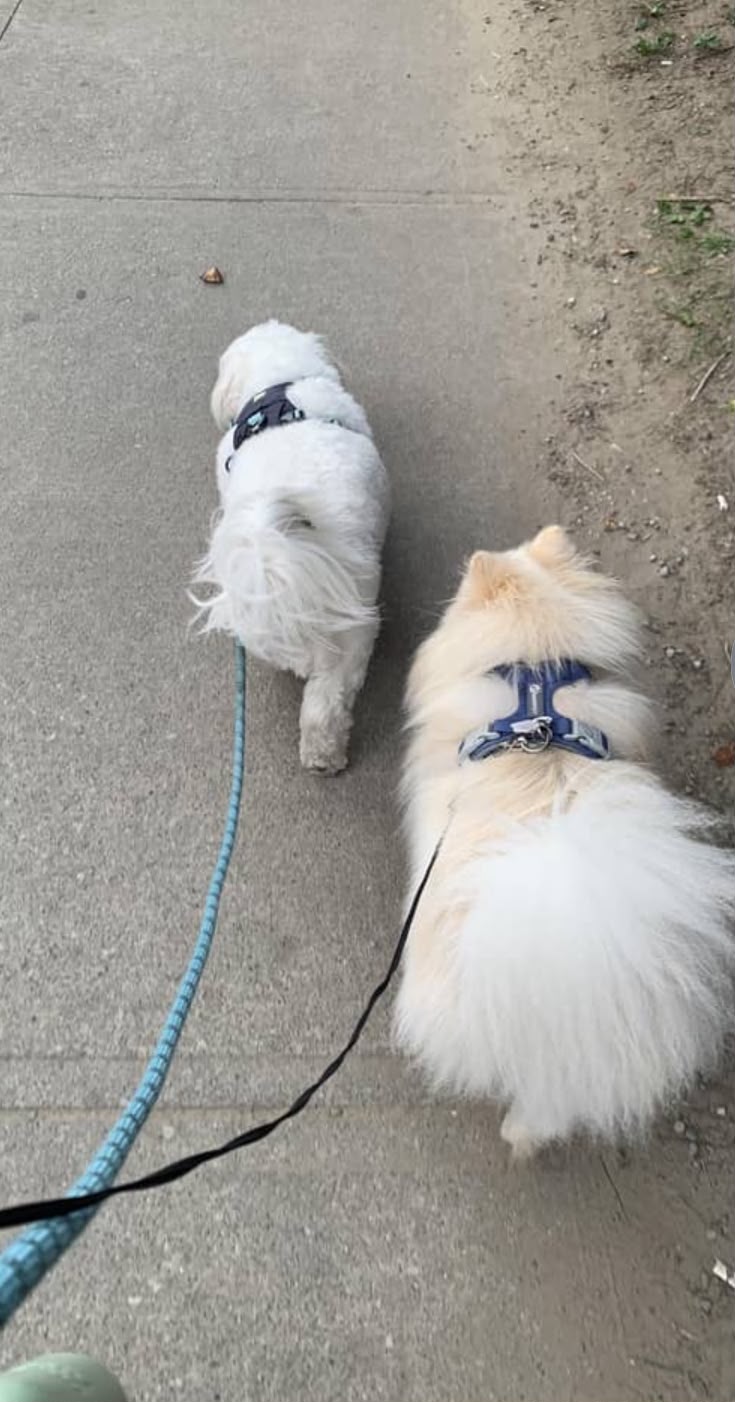 Obi e Jigo
