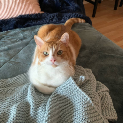 Phoebe