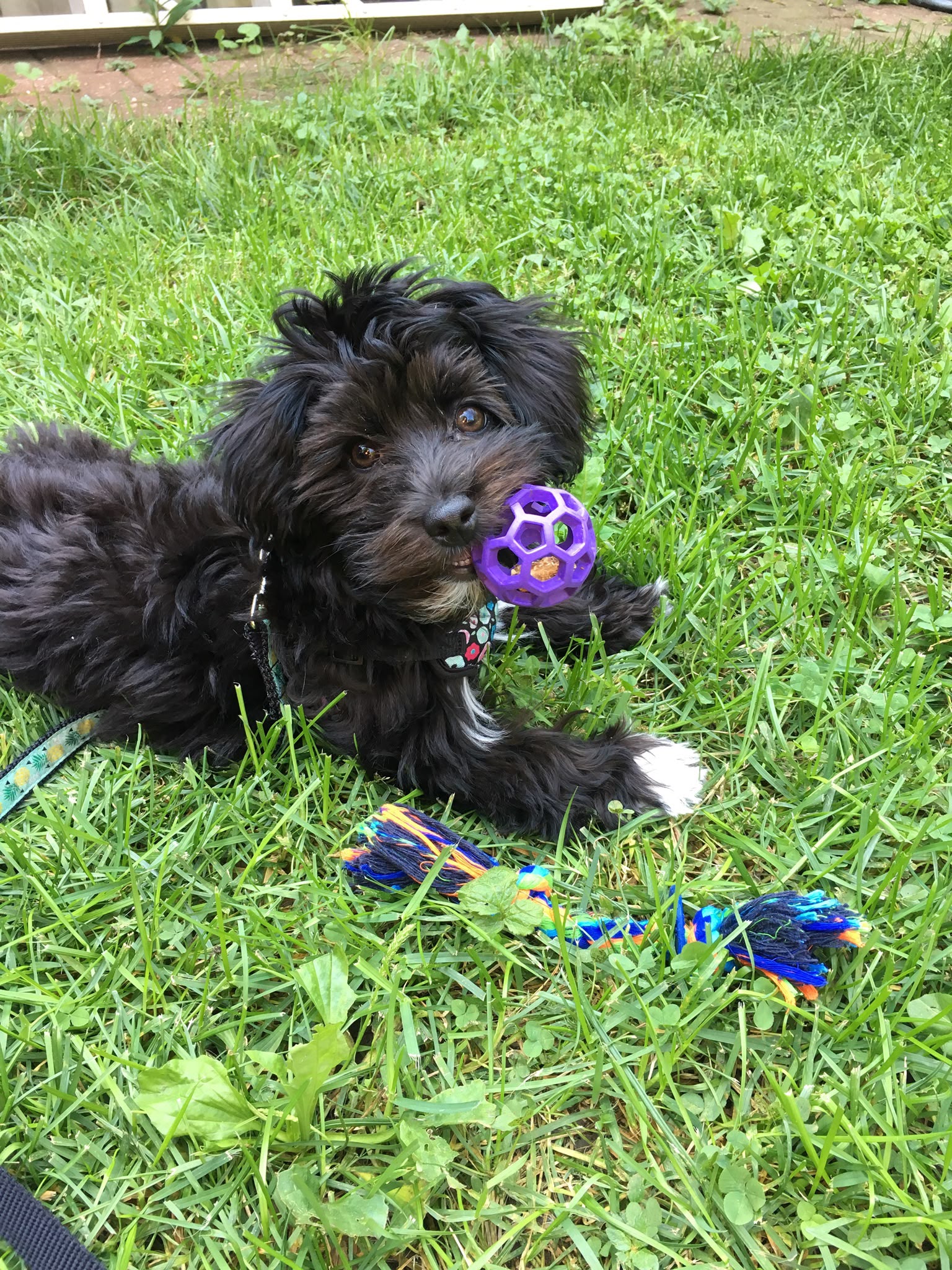 Pippin